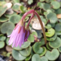 Soldanella carpatica 